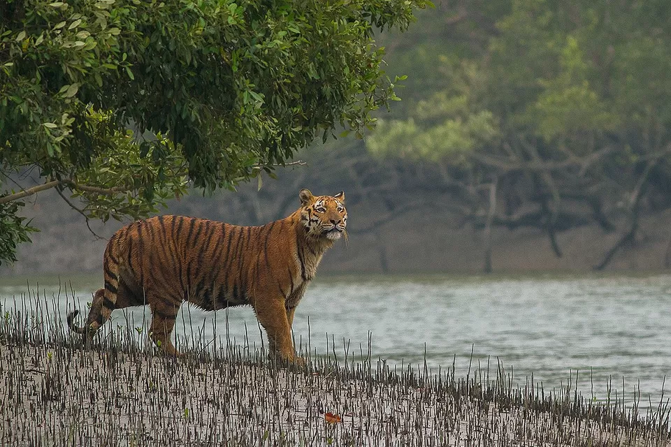 Photo of Sundarban National Park, West Bengal, India by Adete Dahiya