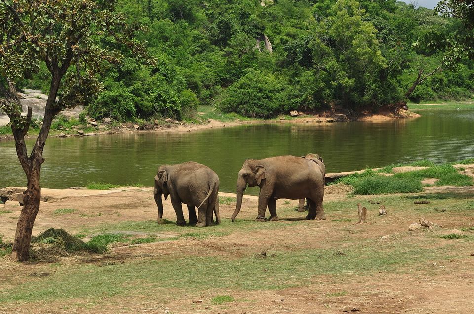 Photo of Complete Guide To Bannerghatta National Park: Wildlife Safari, Entry Fee, Timings by Adete Dahiya