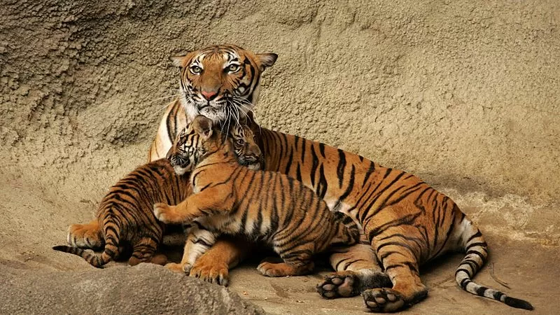 Photo of Bandipur National Park, Karnataka, India by Adete Dahiya