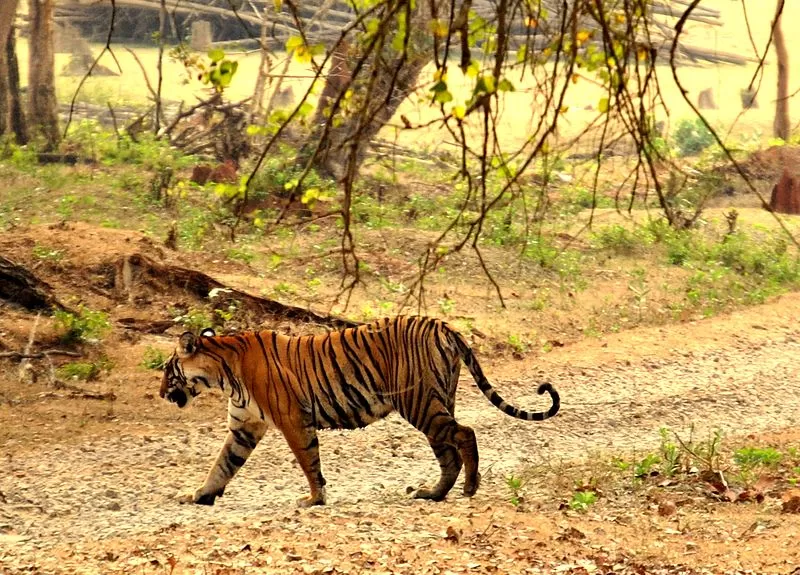 Photo of Nagarahole National Park, Karnataka, India by Adete Dahiya