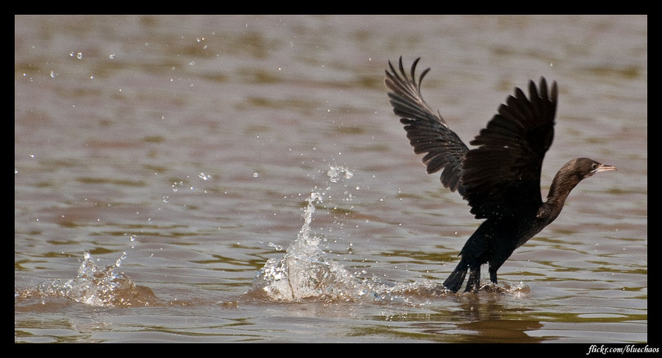 Photo of This bird sanctuary will make every nature lover want to hit Goa right away! by Adete Dahiya