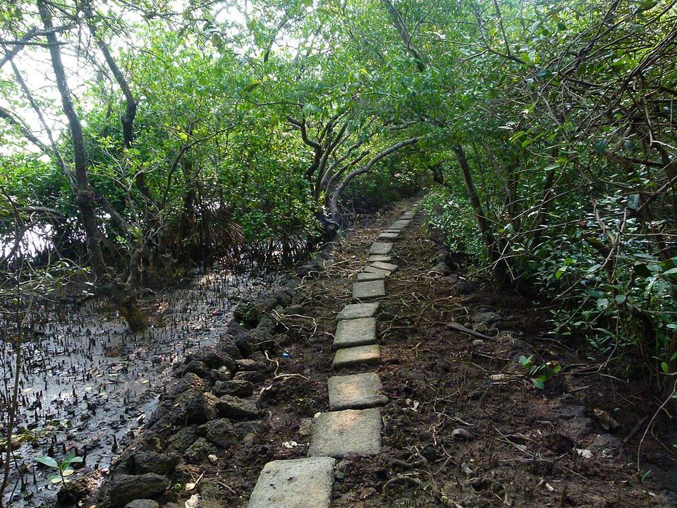 Photo of This bird sanctuary will make every nature lover want to hit Goa right away! by Adete Dahiya