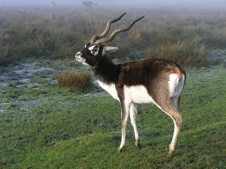 Photo of Abohar Wild Sanctuary, Fazilka, Punjab, India by Adete Dahiya