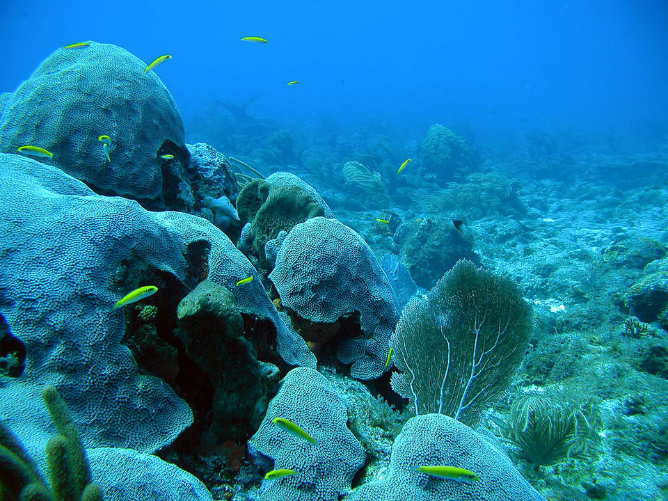 Photo of Crocodiles, Coral Reefs, And Endangered Species Make This Andamans National Park A Must Visit by Adete Dahiya