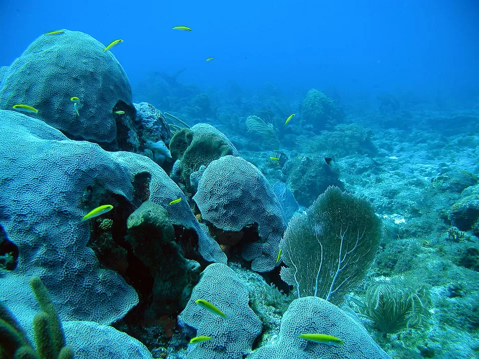 Photo of Crocodiles, Coral Reefs, And Endangered Species Make This Andamans National Park A Must Visit by Adete Dahiya