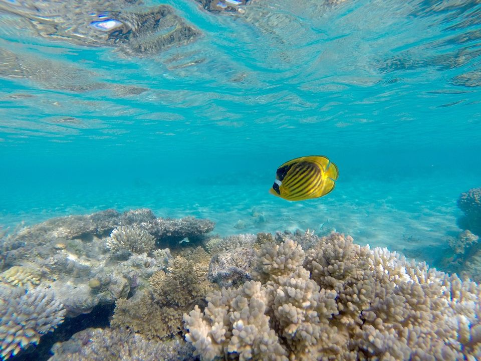 Photo of Crocodiles, Coral Reefs, And Endangered Species Make This Andamans National Park A Must Visit by Adete Dahiya