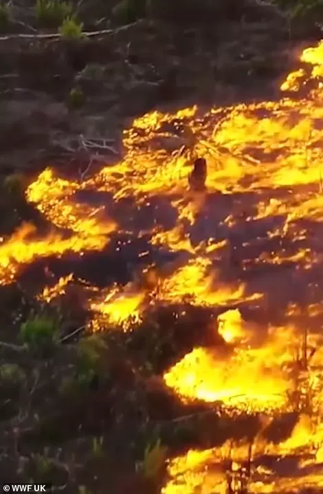 Photo of Amazon Rainforests Are Burning & The Destruction Can Be Seen From Space! by Adete Dahiya
