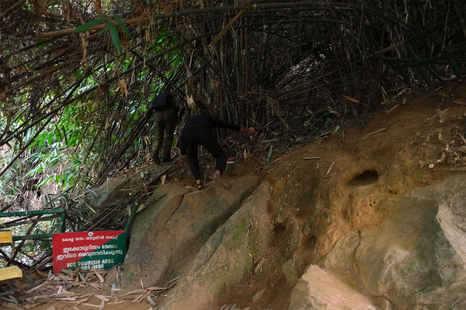 Photo of Thenpara Trekking Thusharagiri_ (Honey Rock Trekking)kozhikode 2/62 by Subithraj N K
