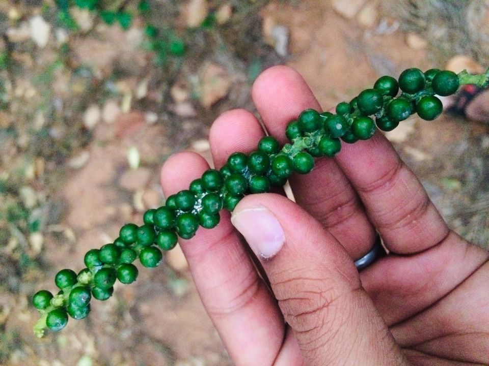 Photo of Travel to please your sense - Coorg 4/6 by Shweta gupta