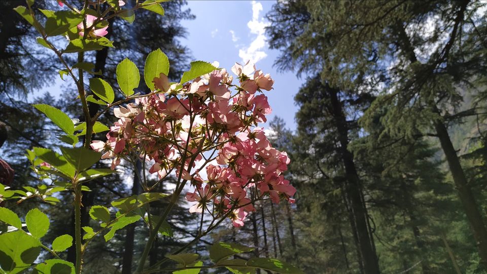 Photo of Kasol, Himachal Pradesh, India by chinmay sharma