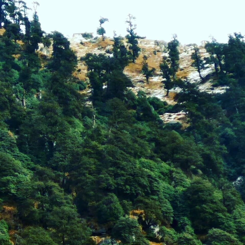 Photo of His Holiness Dalai Lama Main Temple, Temple Road, McLeod Ganj, Dharamshala, Himachal Pradesh, India by Priya Sharma
