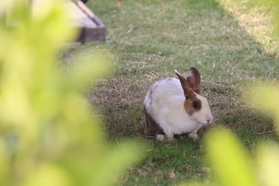 Photo of Kanj Ayaan Resort, Udaipur, Undari Khurd, Rajasthan, India by Kushagri Shah