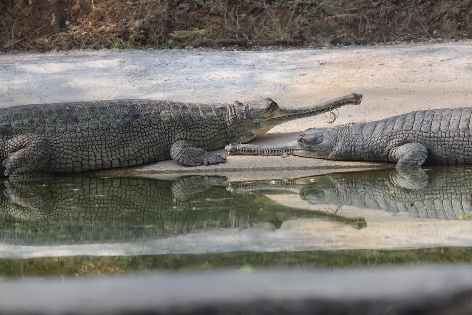 Photo of SajjanGarh Biological Park, Fateh Sagar Road, Main Gate, Malla Talai, Udaipur, Rajasthan, India by Kushagri Shah