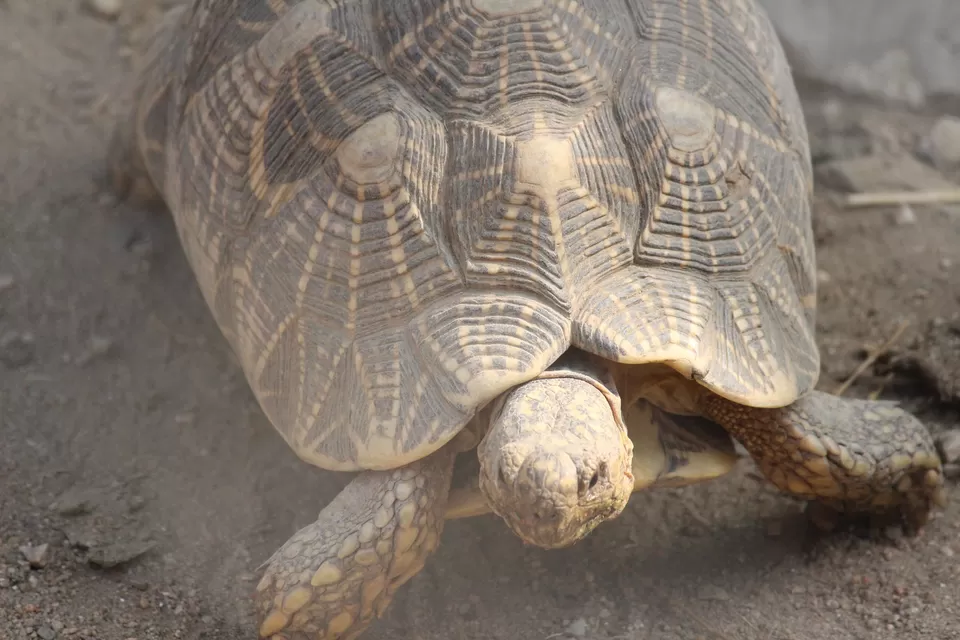 Photo of SajjanGarh Biological Park, Fateh Sagar Road, Main Gate, Malla Talai, Udaipur, Rajasthan, India by Kushagri Shah