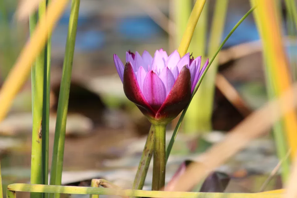Photo of SajjanGarh Biological Park, Fateh Sagar Road, Main Gate, Malla Talai, Udaipur, Rajasthan, India by Kushagri Shah