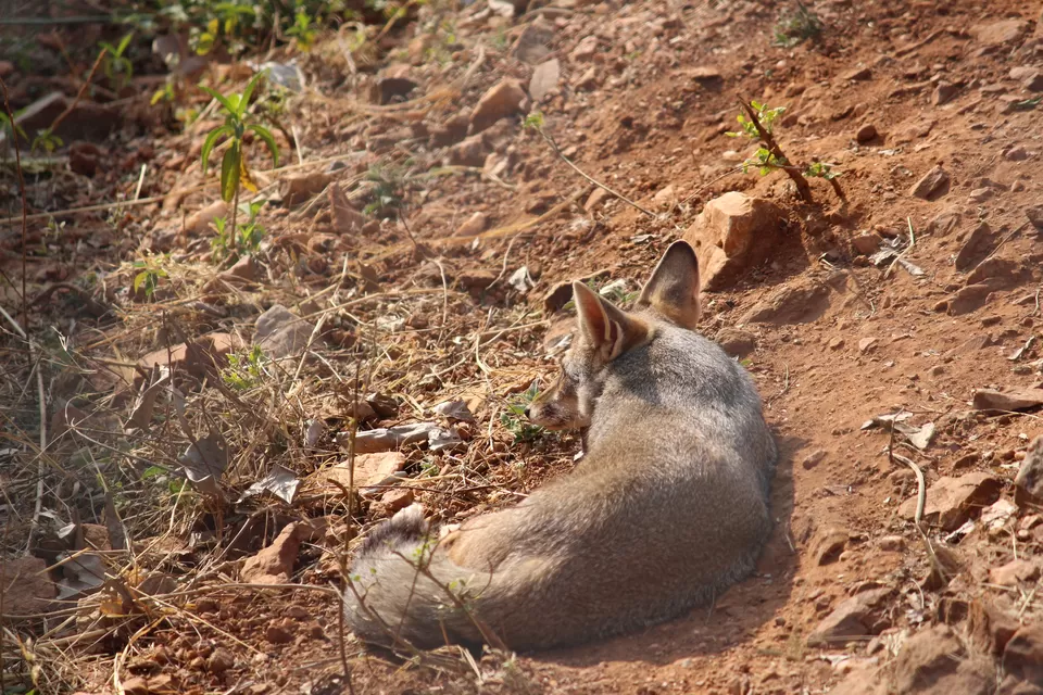 Photo of SajjanGarh Biological Park, Fateh Sagar Road, Main Gate, Malla Talai, Udaipur, Rajasthan, India by Kushagri Shah