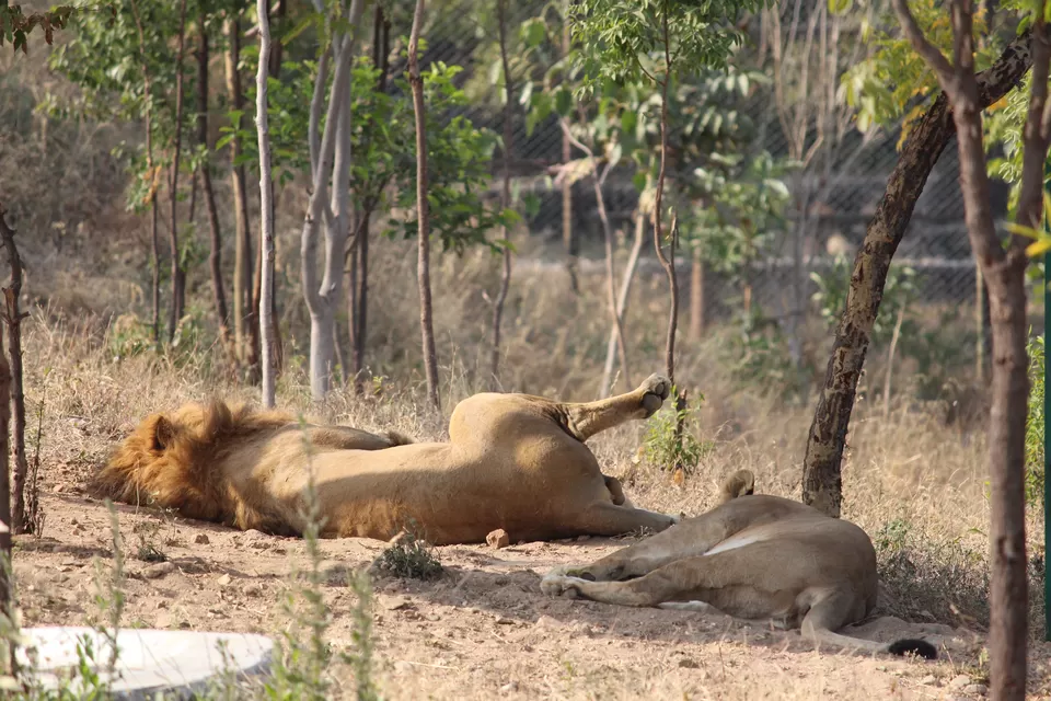 Photo of SajjanGarh Biological Park, Fateh Sagar Road, Main Gate, Malla Talai, Udaipur, Rajasthan, India by Kushagri Shah