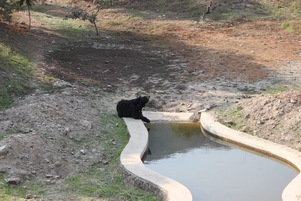 Photo of SajjanGarh Biological Park, Fateh Sagar Road, Main Gate, Malla Talai, Udaipur, Rajasthan, India by Kushagri Shah