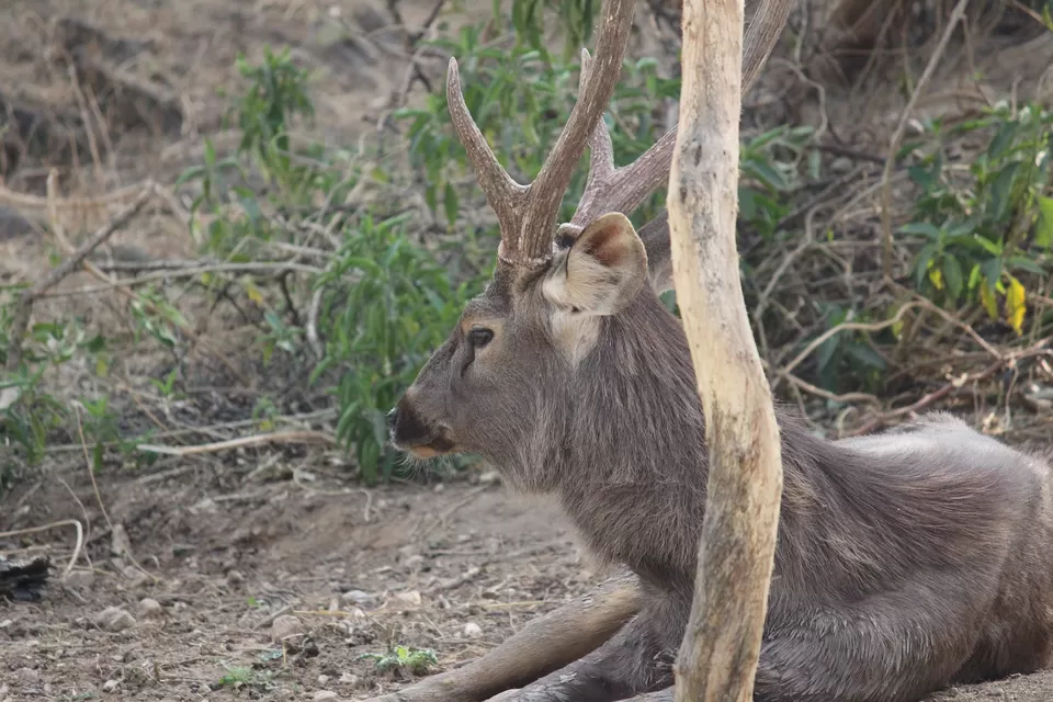 Photo of SajjanGarh Biological Park, Fateh Sagar Road, Main Gate, Malla Talai, Udaipur, Rajasthan, India by Kushagri Shah