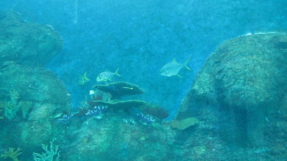 Photo of S.E.A. Aquarium & Adventure Cove Waterpark Sentosa Gateway Singapore by ashishjain