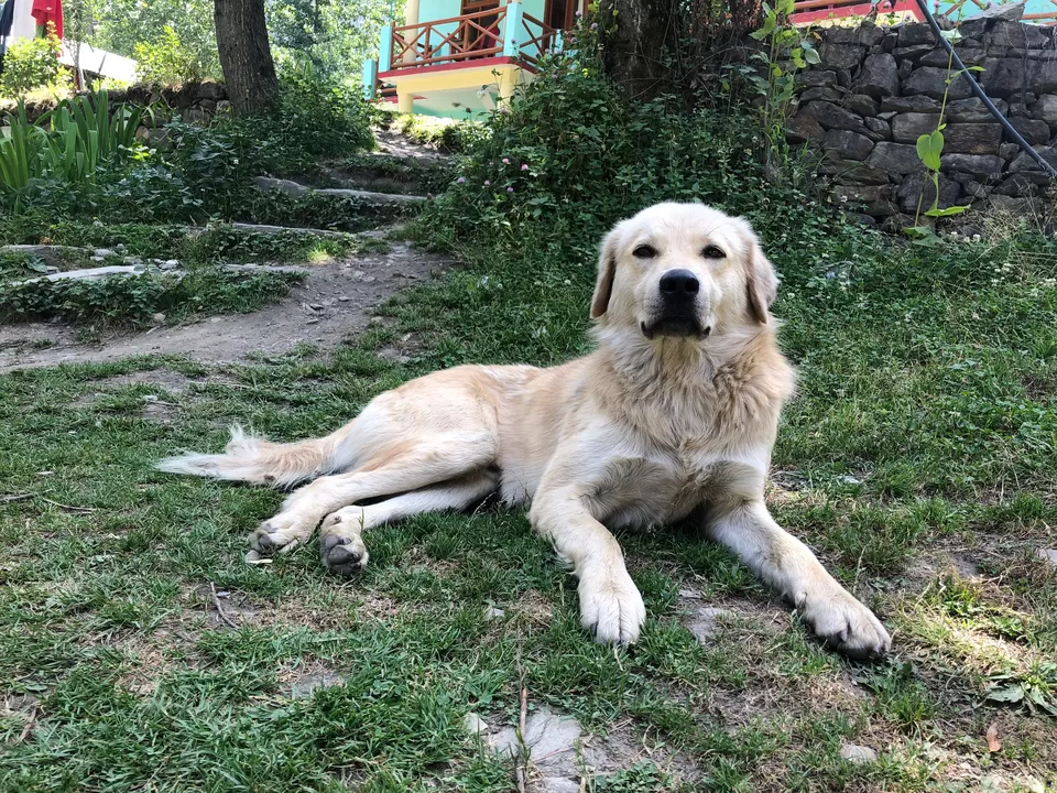 Photo of Jibhi, Himachal Pradesh, India by Vani Shah