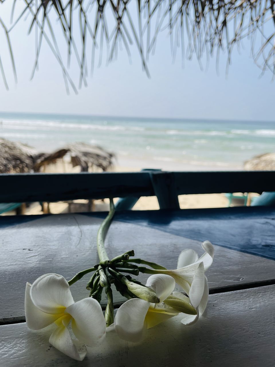 Photo of Sri Lanka - The Island Country by Nishant Shende