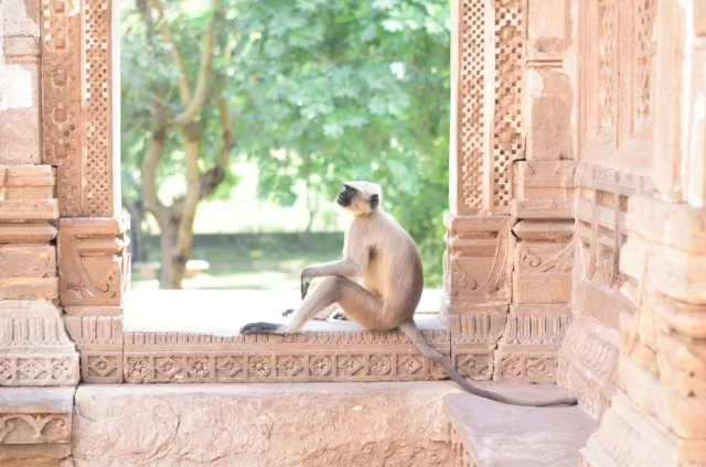 Photo of Its Champaner fort - Gujarat by Rahul chaganti