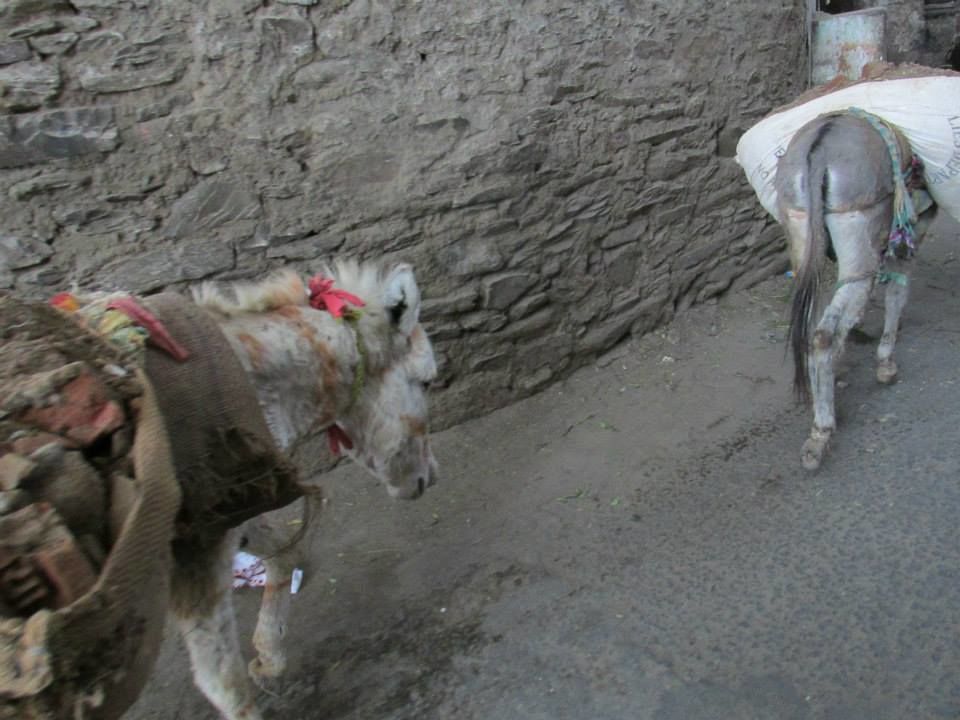 Photo of An Affair With Rajasthan 5/17 by Samcha