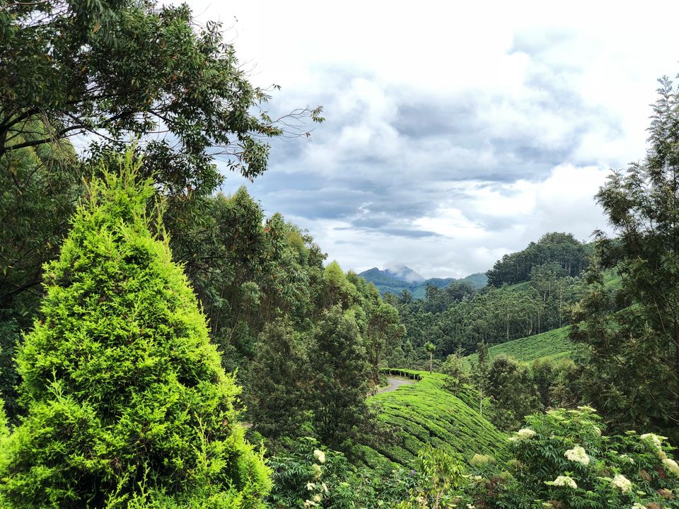 Photo of Munnar, Kerala, India by Sree Madhavi