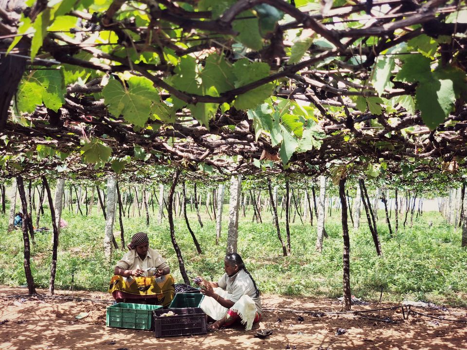 Photo of KERALA- a picturesque destination; Experience the heaven on Earth! #southindiaitinerary by Sree Madhavi