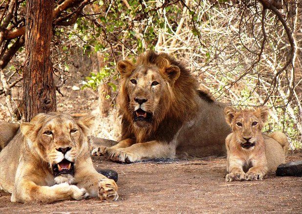 Photo of In search of Asiatic Lion: Gir Jungle Trails 1/29 by Maitri .