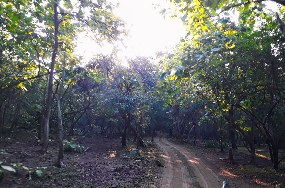 Photo of In search of Asiatic Lion: Gir Jungle Trails 9/29 by Maitri .