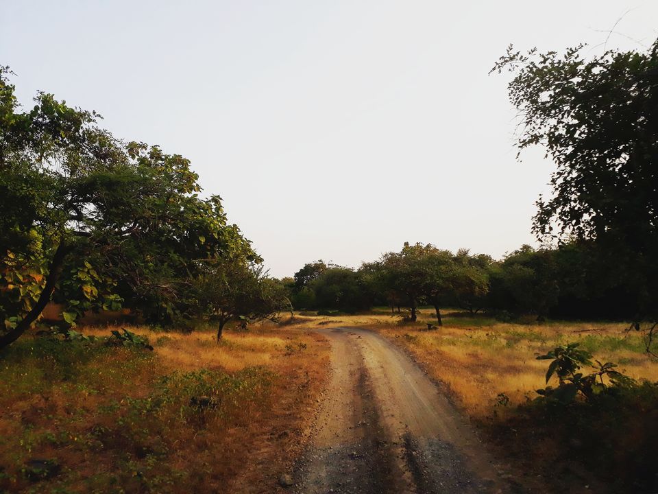 Photo of In search of Asiatic Lion: Gir Jungle Trails 8/29 by Maitri .