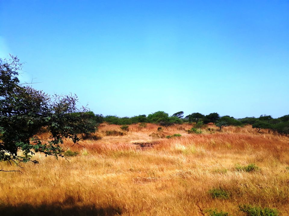 Photo of In search of Asiatic Lion: Gir Jungle Trails 19/29 by Maitri .
