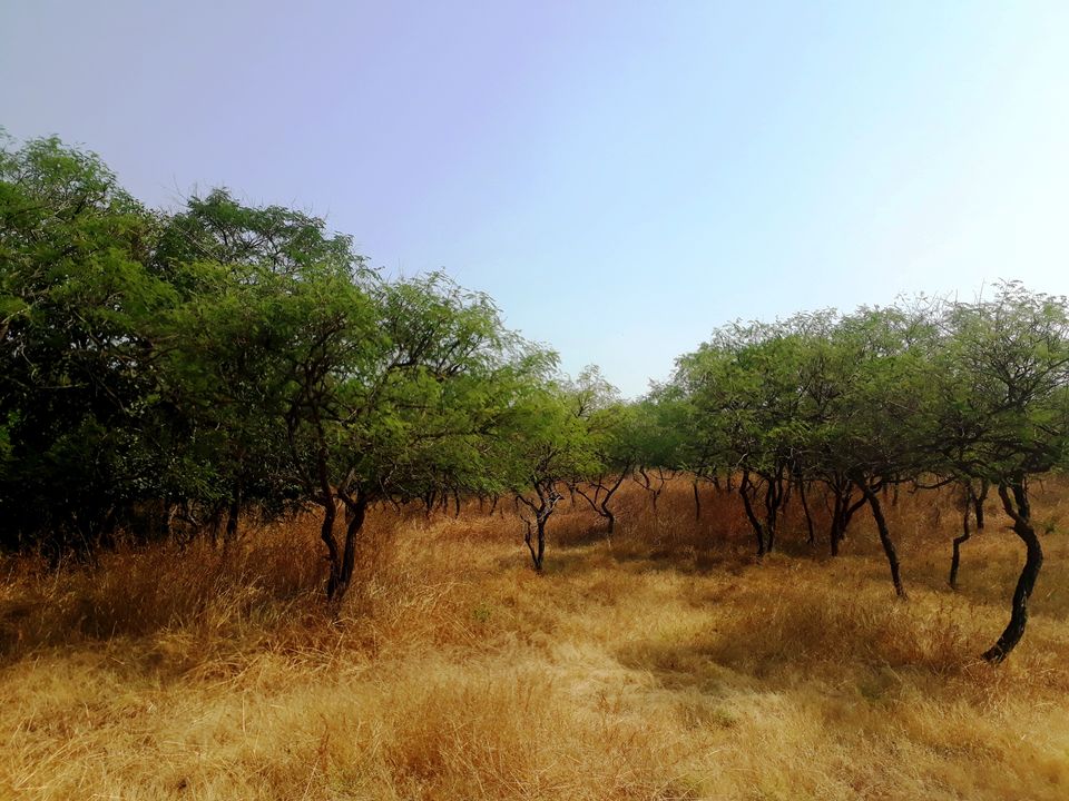 Photo of In search of Asiatic Lion: Gir Jungle Trails 20/29 by Maitri .