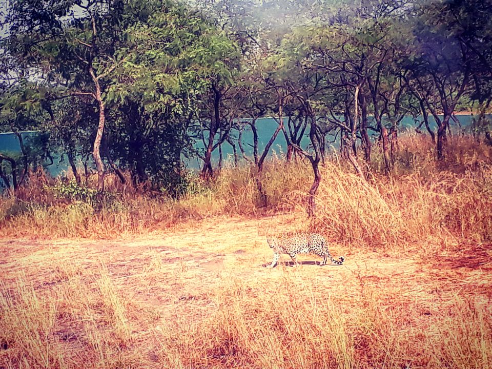 Photo of In search of Asiatic Lion: Gir Jungle Trails 21/29 by Maitri .