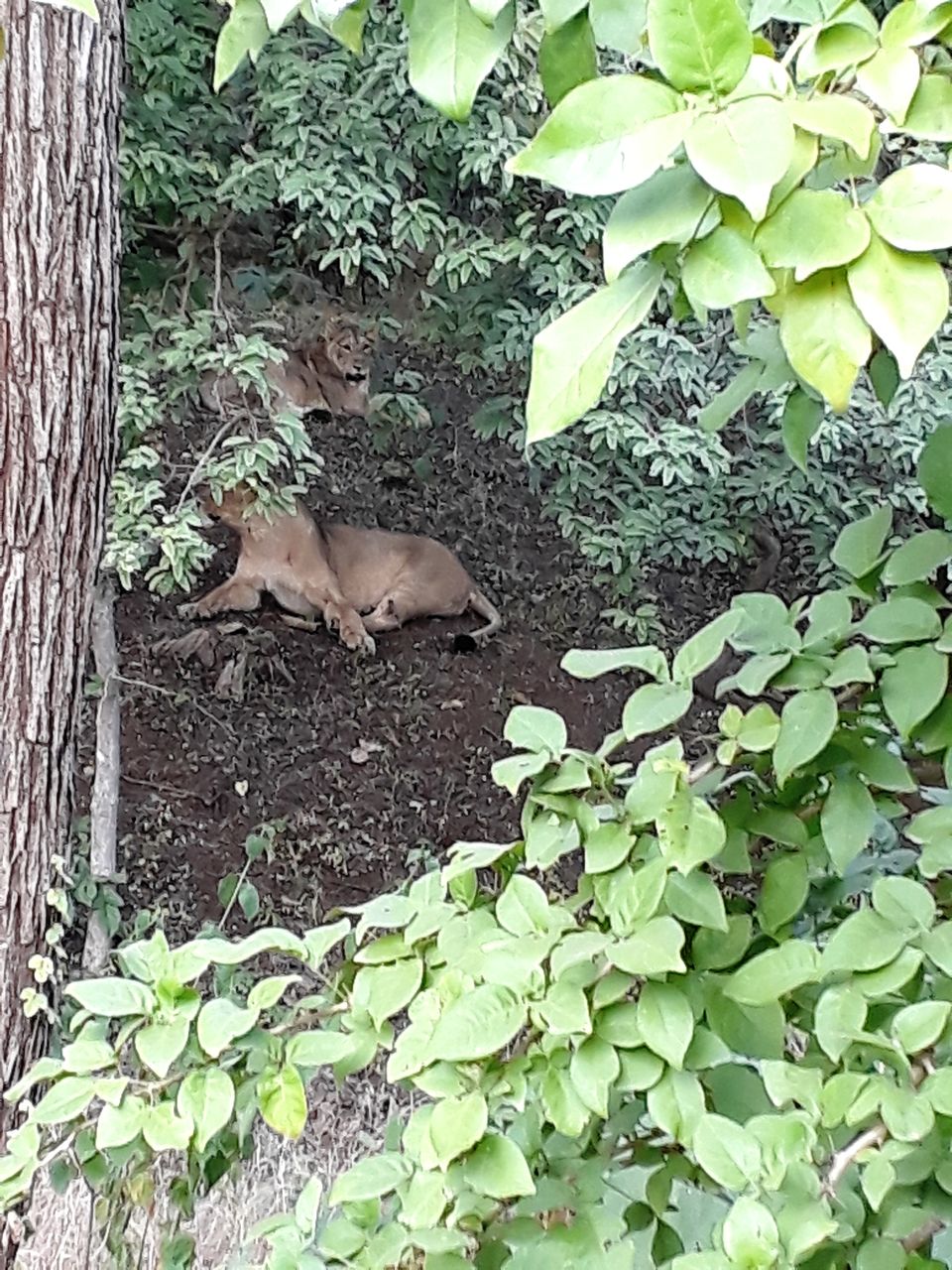Photo of In search of Asiatic Lion: Gir Jungle Trails 13/29 by Maitri .
