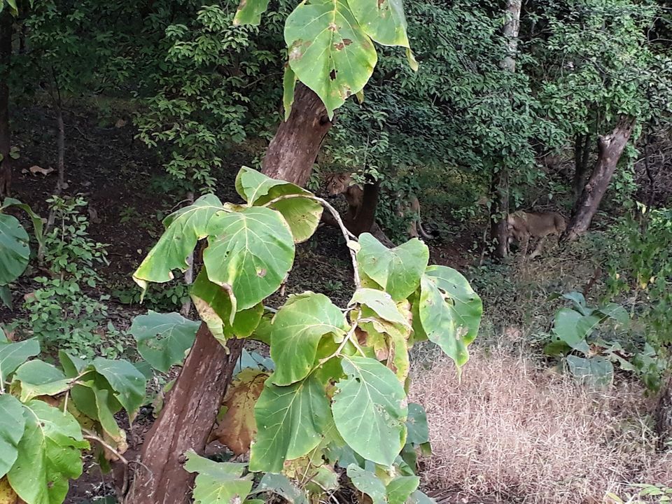 Photo of In search of Asiatic Lion: Gir Jungle Trails 11/29 by Maitri .