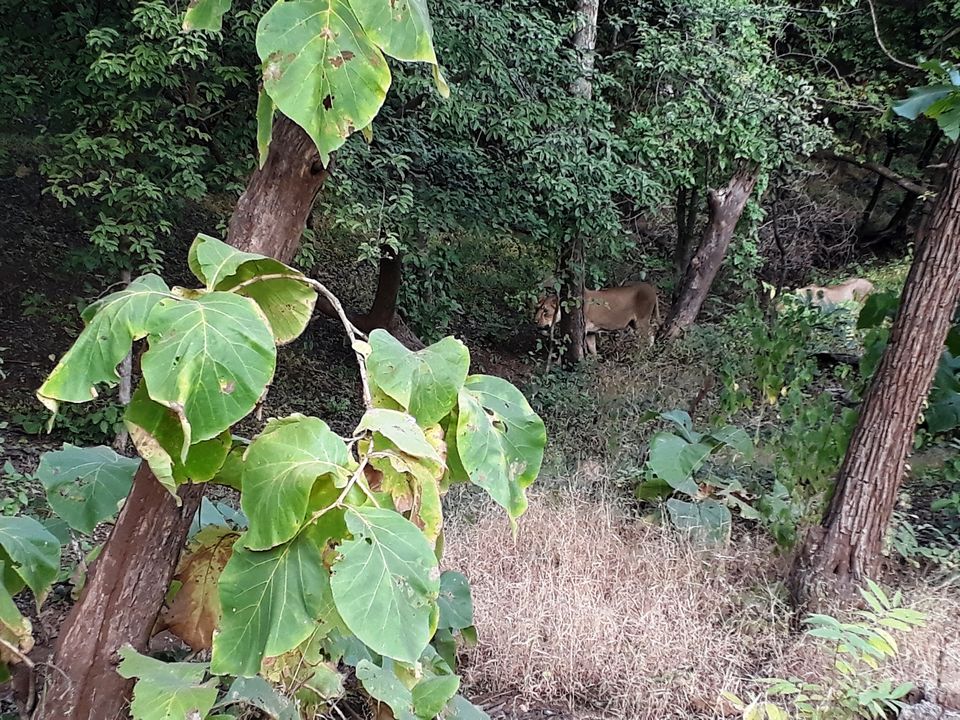 Photo of In search of Asiatic Lion: Gir Jungle Trails 10/29 by Maitri .