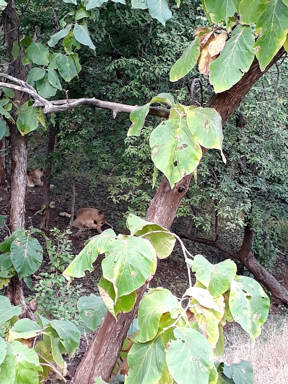 Photo of In search of Asiatic Lion: Gir Jungle Trails 12/29 by Maitri .