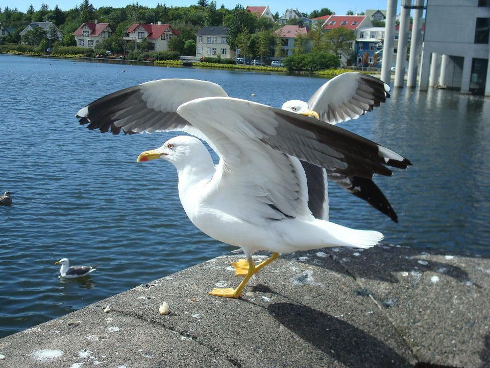 Photo of A Perfect Day At Reykjavik 8/20 by sourabh jadhav