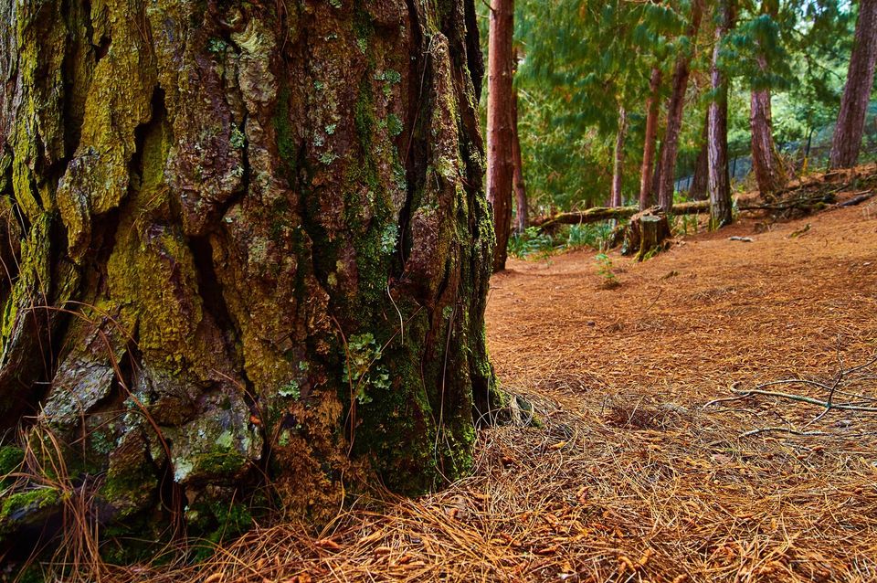 Photo of The Most Enchanting Hill Station In South India 8/22 by Solo Traveler Nafeesa