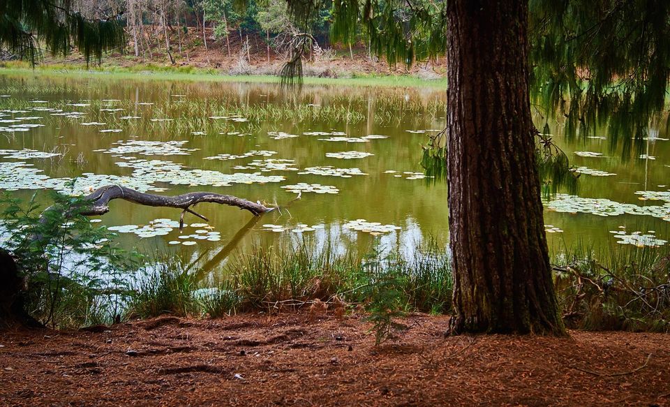 Photo of The Most Enchanting Hill Station In South India 10/22 by Solo Traveler Nafeesa
