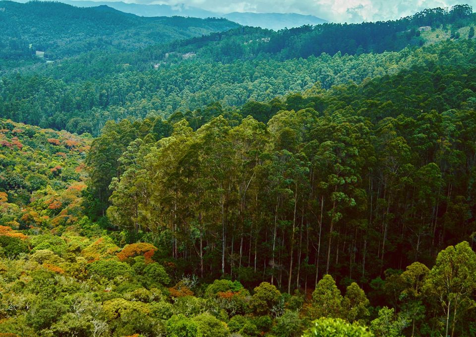 Photo of The Most Enchanting Hill Station In South India 6/22 by Solo Traveler Nafeesa