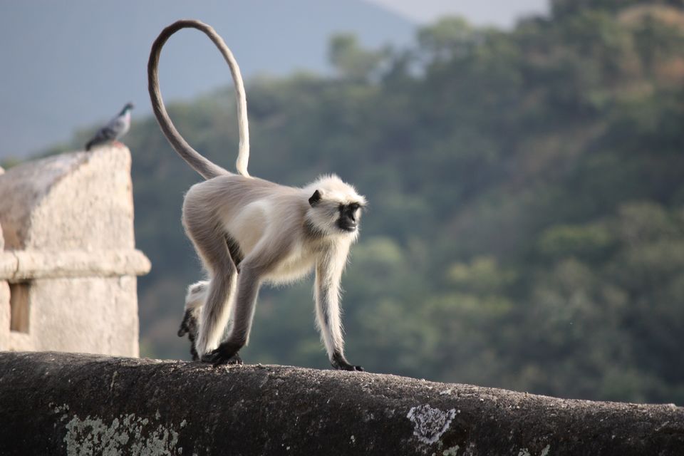 Photo of Jaipur - Kumbalgarh - Udapur - Ranakpur by Vishal Tangirala