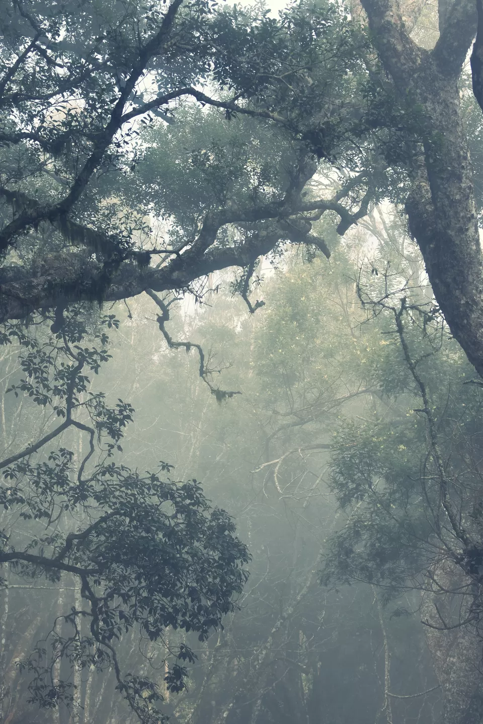 Photo of Guna Caves, Pillar Rocks Road, Tamil Nadu, India by Ayush Chandra