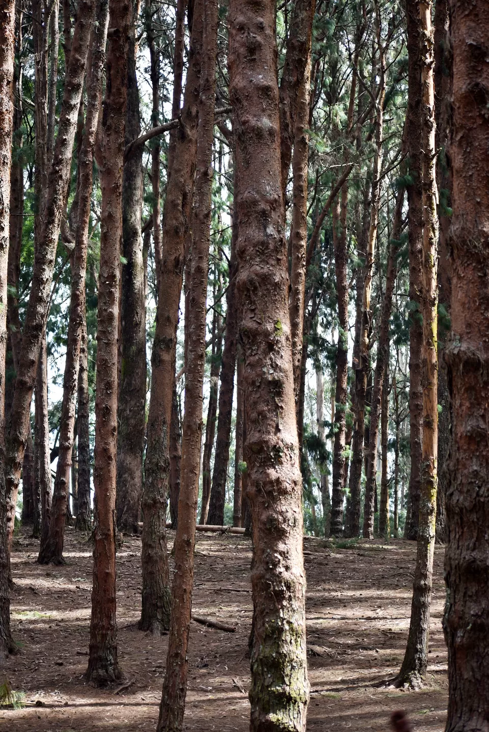 Photo of Kodaikanal Pine Forest, Kodaikanal Ghat Road, Shenbaganur, Kodaikanal, Tamil Nadu, India by Ayush Chandra