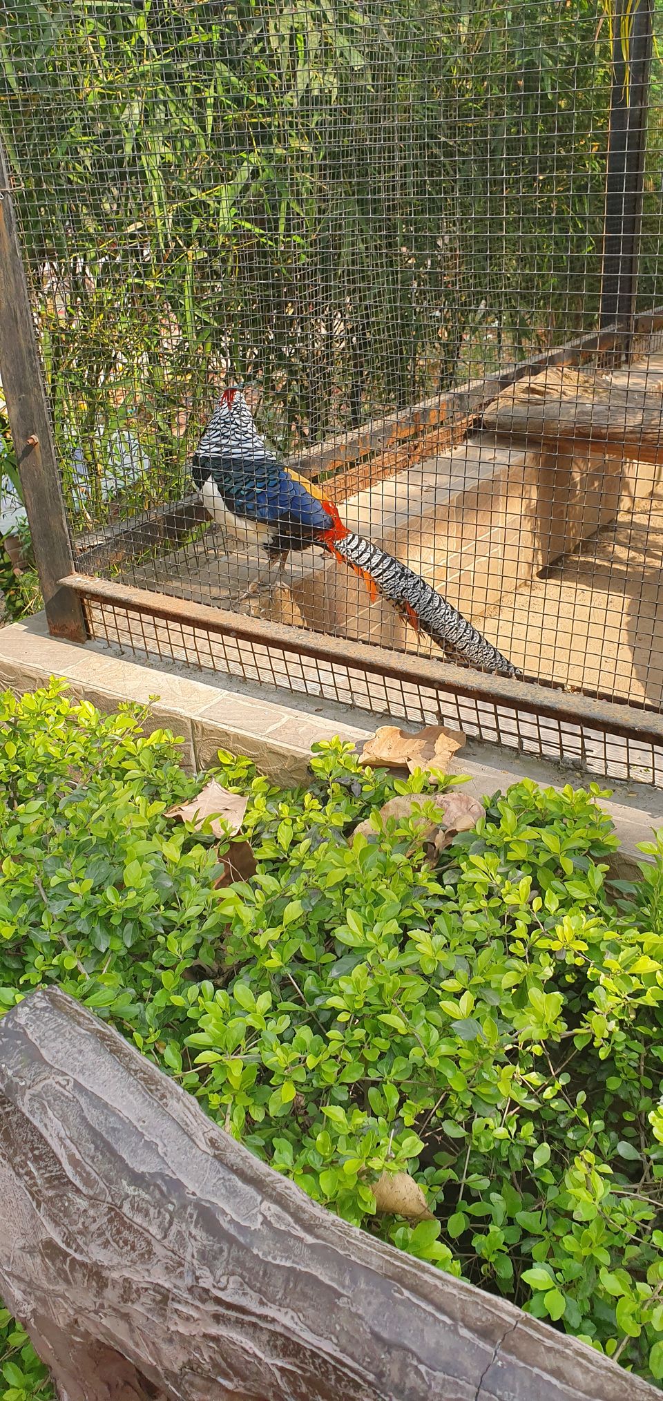 Photo of Malsi Deer Park, Mussoorie Road, Malsi, Dehradun, Uttarakhand, India by Sudarshan Gupta