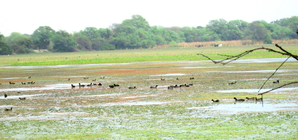 Photo of Inside the Bharatpur Bird Sanctuary by Rediscover Your Dreams -- By Kaushal Mathpal