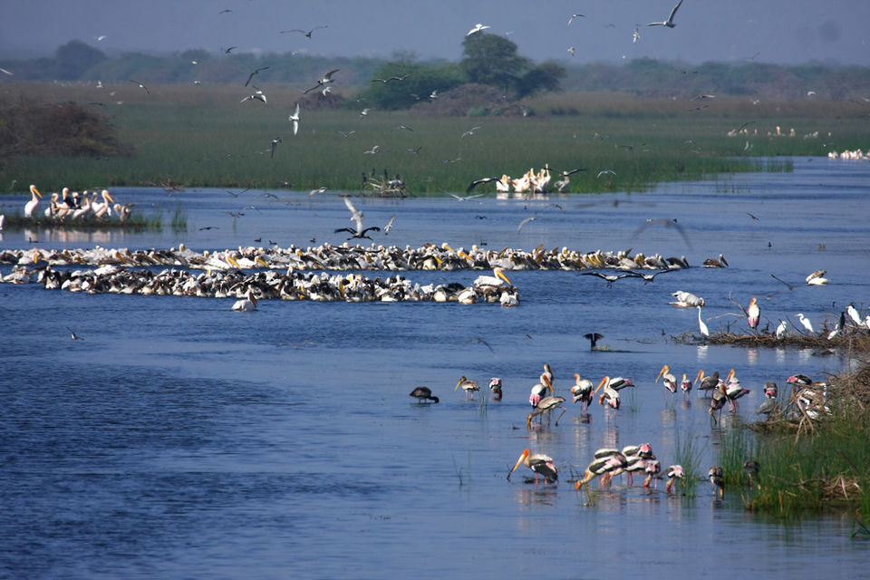 Photo of Inside the Bharatpur Bird Sanctuary by Rediscover Your Dreams -- By Kaushal Mathpal